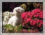 Bichon Frise, Kwiatki